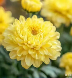 菊花（九月）  