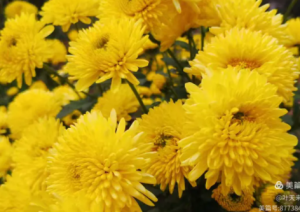 菊花（九月）  