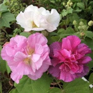 芙蓉花（十月）