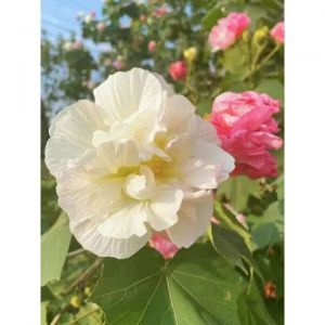 芙蓉花（十月）