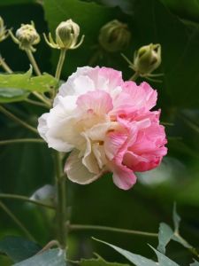 芙蓉花（十月）