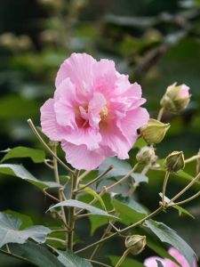 芙蓉花（十月）