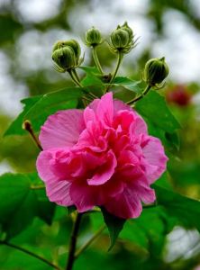 芙蓉花（十月）