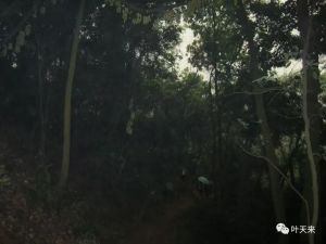 在天色极暗之狂风暴雨中拍摄，水珠（雨）与禾雀花混杂成趣