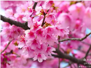 十二花神，以诗为媒共赴四季之约