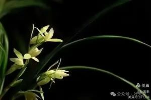 花之系列 —— 梦兰