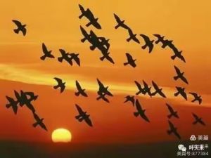 梦随秋雁到东湖
