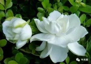 花之系列 一一栀子花