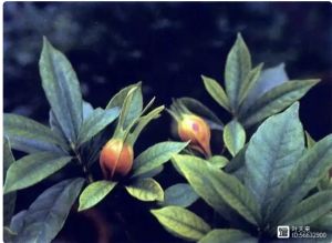 花之系列 一一栀子花