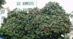 题增城挂绿