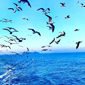 大海