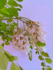 花之系列 一一 槐花