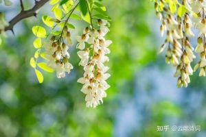 花之系列 一一 槐花