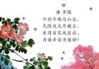 蝶忌蜂勤采蜜忙