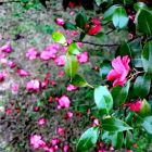 花开花谢