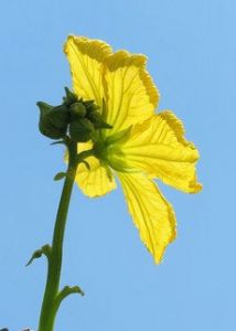 丝瓜花