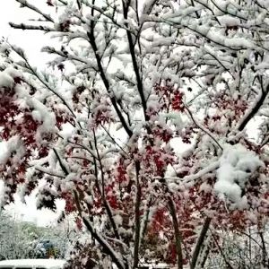 春天第一场雪