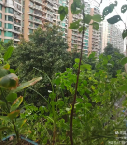 秋雨（叶天来拍）