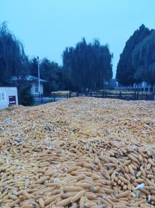 金秋十月