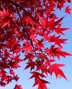 红枫