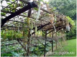 一藤二三丫 一藤二三丫