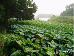 一藤二三丫 一藤二三丫