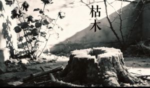 枯木 枯木