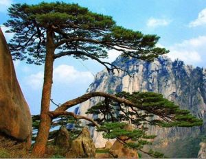 不老松（网络图片）