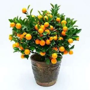 谈谈地铁公交让座