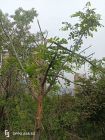 槐花树
