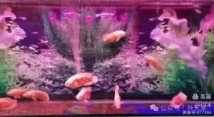 动观鱼读月（叶天来拍）