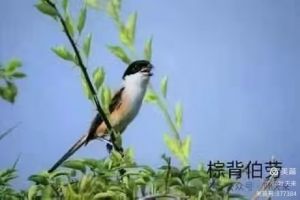 静听鸟谈天摄（影师刘小钢作品图片)