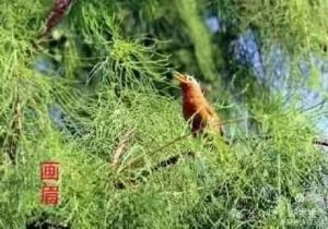 静听鸟谈天摄（影师刘小钢作品图片)