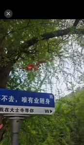 崂山古刹大士寺