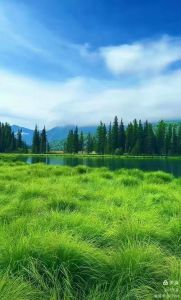 和风柔麦地，年年春暖叶天来