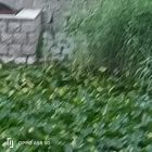 荷塘景色
