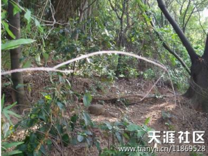 探究长洲主题古迹外国人公墓（