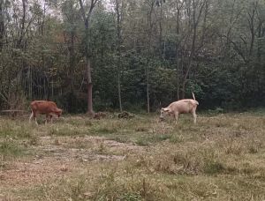 牛