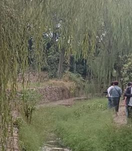 坑边杨柳