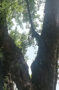 安岭千年银杏树