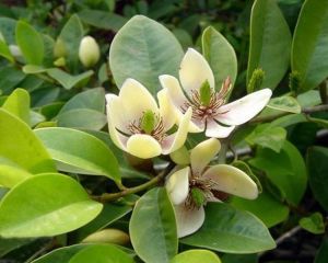 花之系列 一一 含笑花