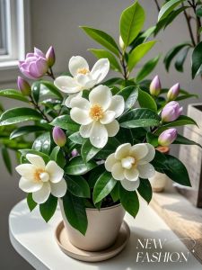 花之系列 一一 含笑花