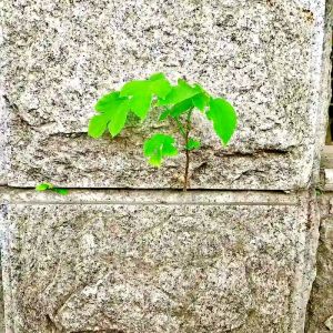 小草