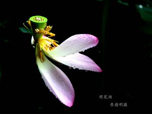 荷花图片2
