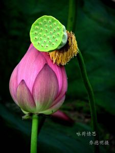 荷花图片3
