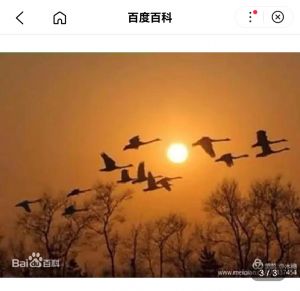 银月秋声