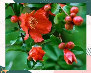 石榴花 石榴花