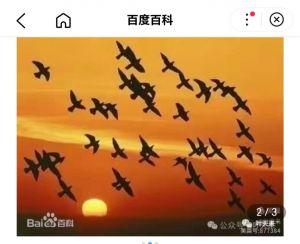 梦随秋雁到东湖