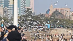 青岛栈桥赏海鸥