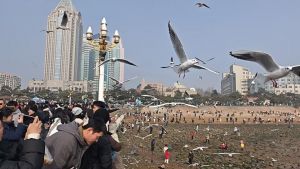 青岛栈桥赏海鸥